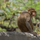 Image for article titled Oh jeez, some runaway monkeys (temporarily) stole a bunch of COVID-19 samples
